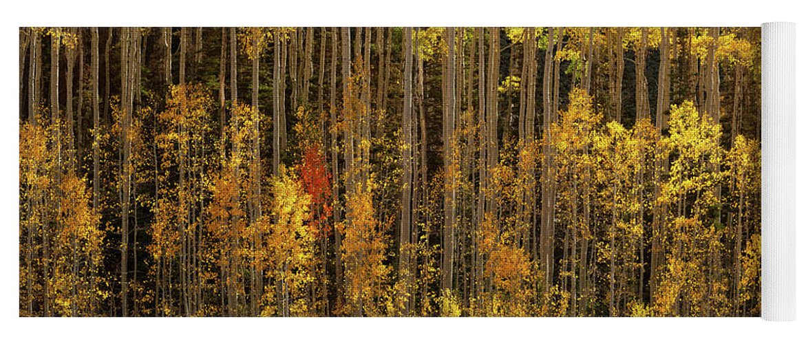 Trees Yoga Mat featuring the photograph Eccentric by Dustin LeFevre