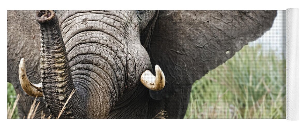 Arfrica Yoga Mat featuring the photograph Elephant by Andrew Stewart - eStock Photo