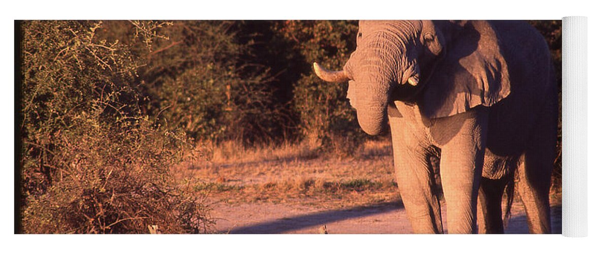 Africa Yoga Mat featuring the photograph Elephant at Watering Hole by Russel Considine
