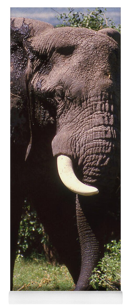 Africa Yoga Mat featuring the photograph Elephant Mud Bath Too by Russel Considine