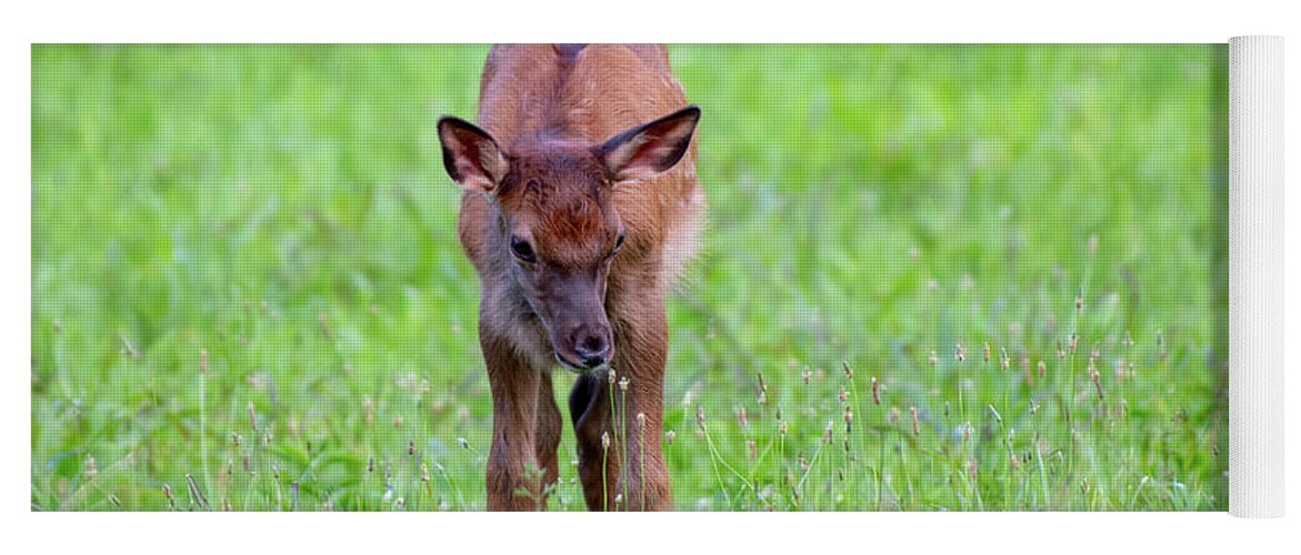 Great Smoky Mountains National Park Yoga Mat featuring the photograph Elk Calf by Robert J Wagner