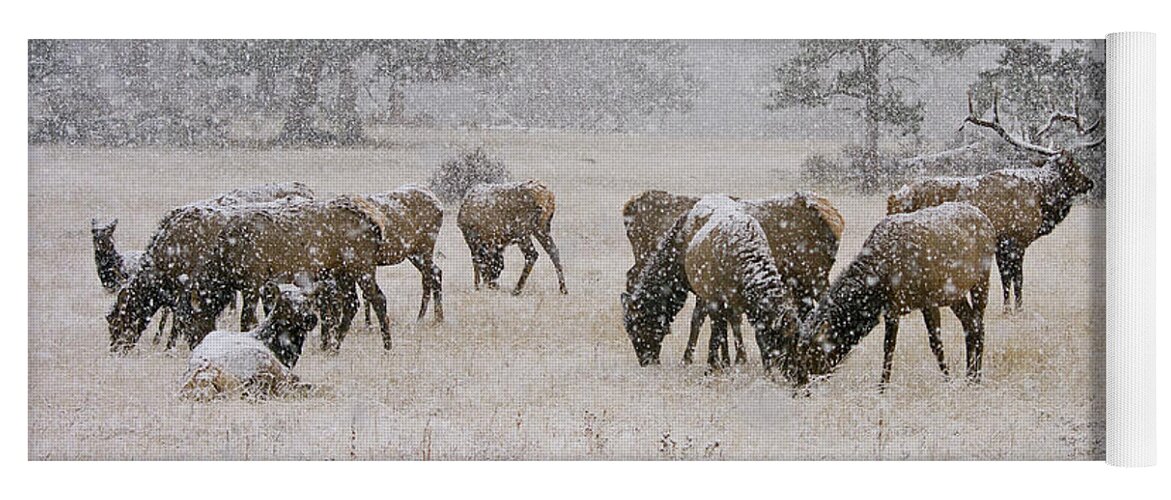 Elk Yoga Mat featuring the photograph Elk in a snow storm - 1135 by Jerry Owens