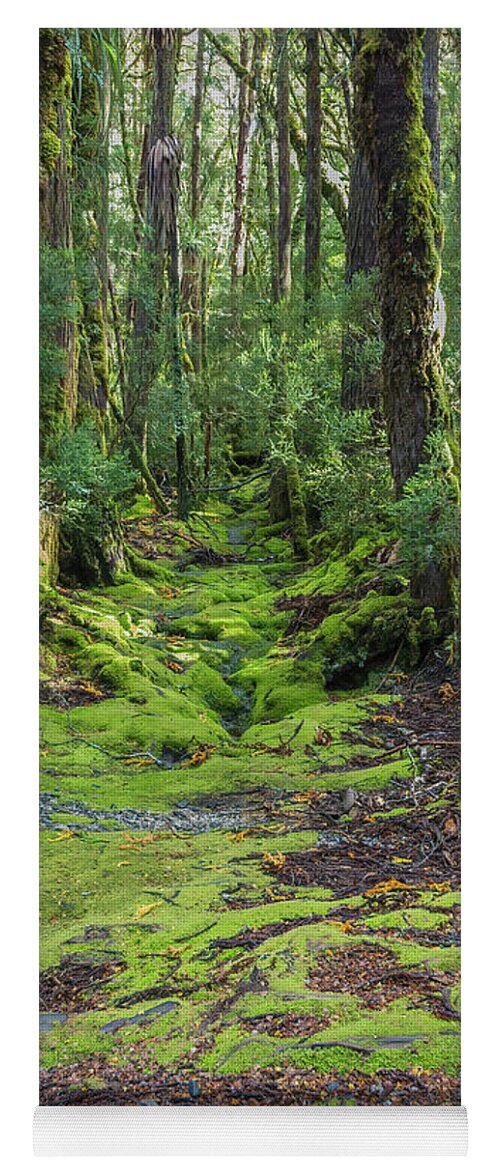 Forest Yoga Mat featuring the photograph Enchanted Forest, Ronny Creek, Cradle Mountain, Tasmania, Austra by Elaine Teague