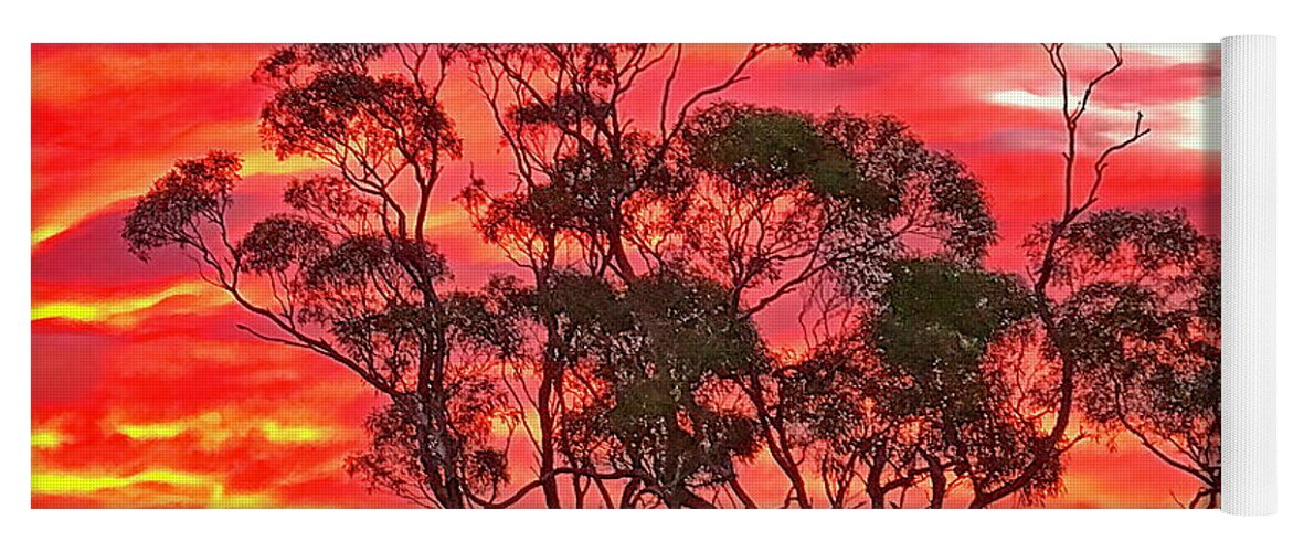Eucalyptus Yoga Mat featuring the photograph Eucalyptus Sunset by Russ Harris