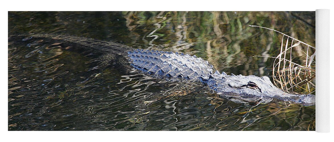 Alligator Yoga Mat featuring the photograph Everglades Alligator by Custom Aviation Art