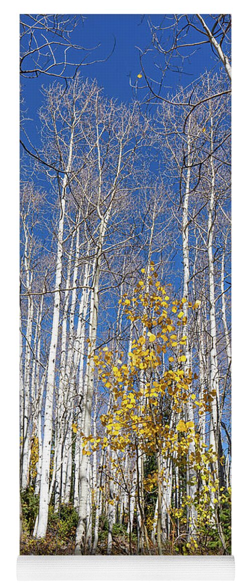 Aspens Yoga Mat featuring the photograph Fall and Late to the Party by Ron Long Ltd Photography