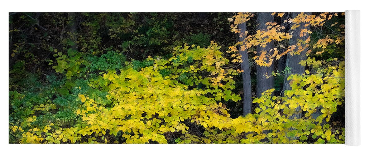 Trees Yoga Mat featuring the photograph Fall Chartreuse by Linda Bonaccorsi