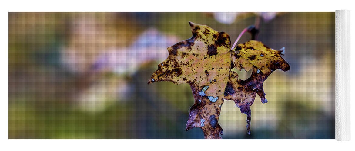 Autumn Yoga Mat featuring the photograph Fall Foliage - Maple Leaf by Amelia Pearn