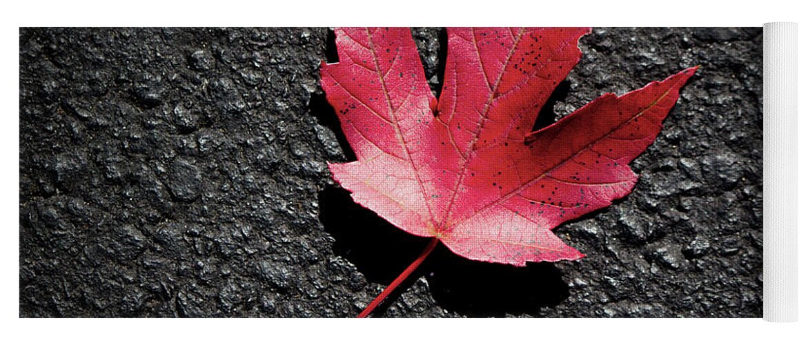 2014 Yoga Mat featuring the photograph Fall Maple Leaf by Charles Floyd