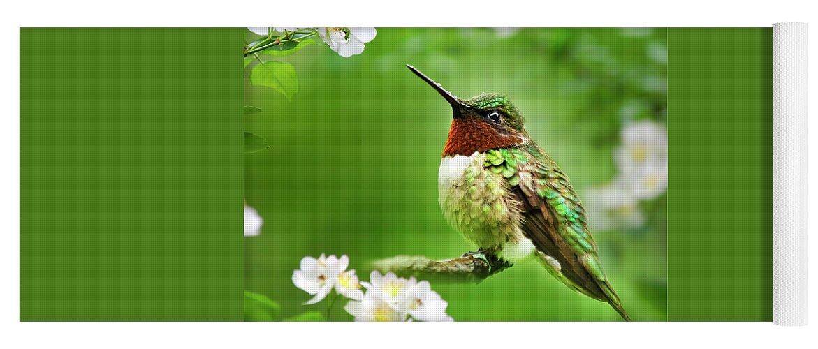 Bird Yoga Mat featuring the photograph Fauna and Flora Hummingbird Square by Christina Rollo