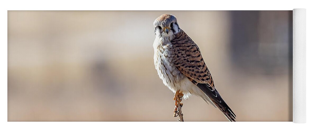 Kestrel Yoga Mat featuring the photograph Female American Kestrel Poses on a Yucca Plant by Tony Hake