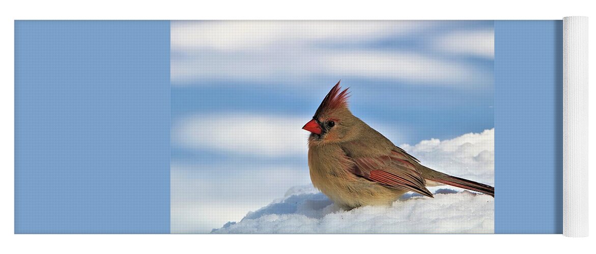 Nature Yoga Mat featuring the photograph Female Cardinal in Snow by Sheila Brown