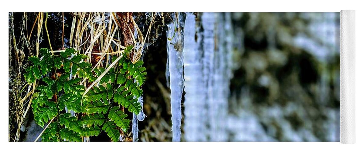  Yoga Mat featuring the photograph Fern and Icicles by Brad Nellis