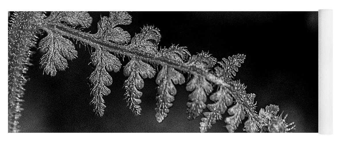 Fern Yoga Mat featuring the photograph Fern leaf in black and white by Alan Goldberg