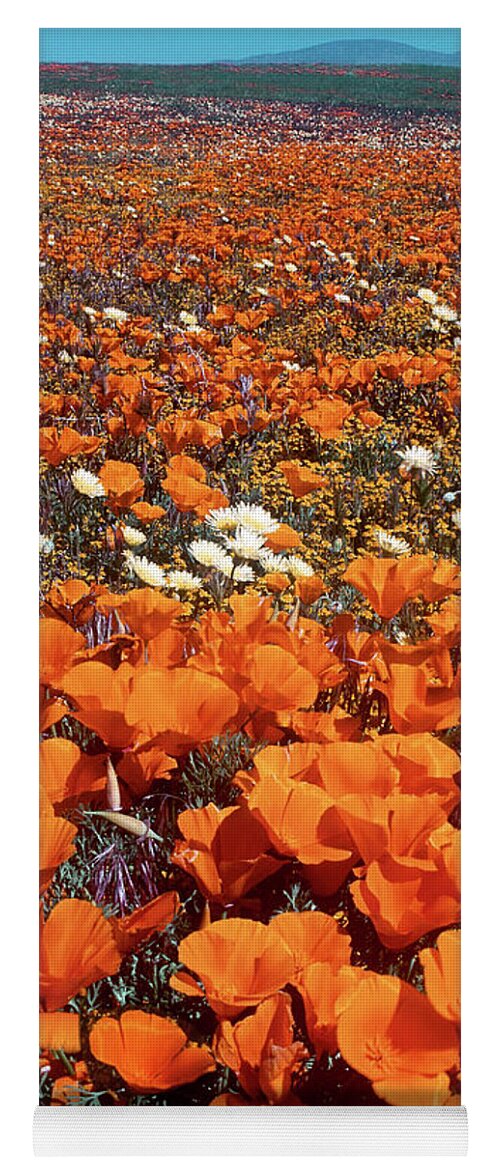 Dave Welling Yoga Mat featuring the photograph Field Of California Poppies Desert Dandelions California by Dave Welling