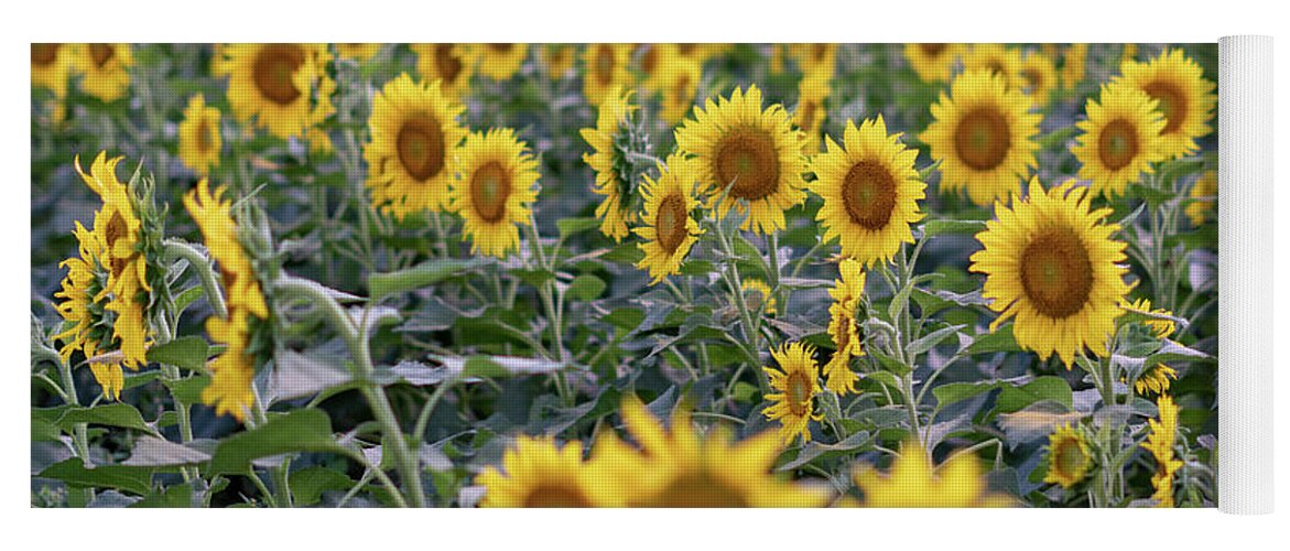 Sunflowers Yoga Mat featuring the photograph Field of Gold by Arthur Oleary
