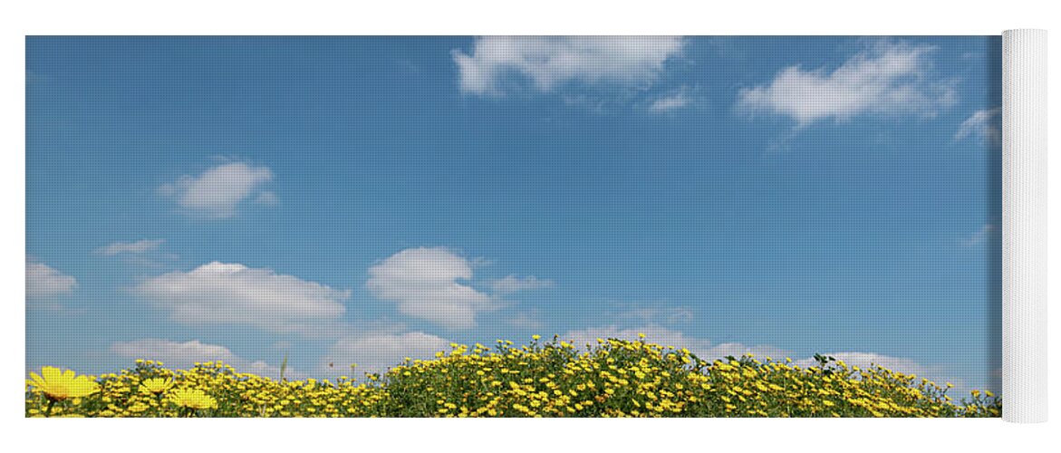 Flower Field Yoga Mat featuring the photograph Field with yellow marguerite daisy blooming flowers against and blue cloudy sky. Spring landscape nature background by Michalakis Ppalis