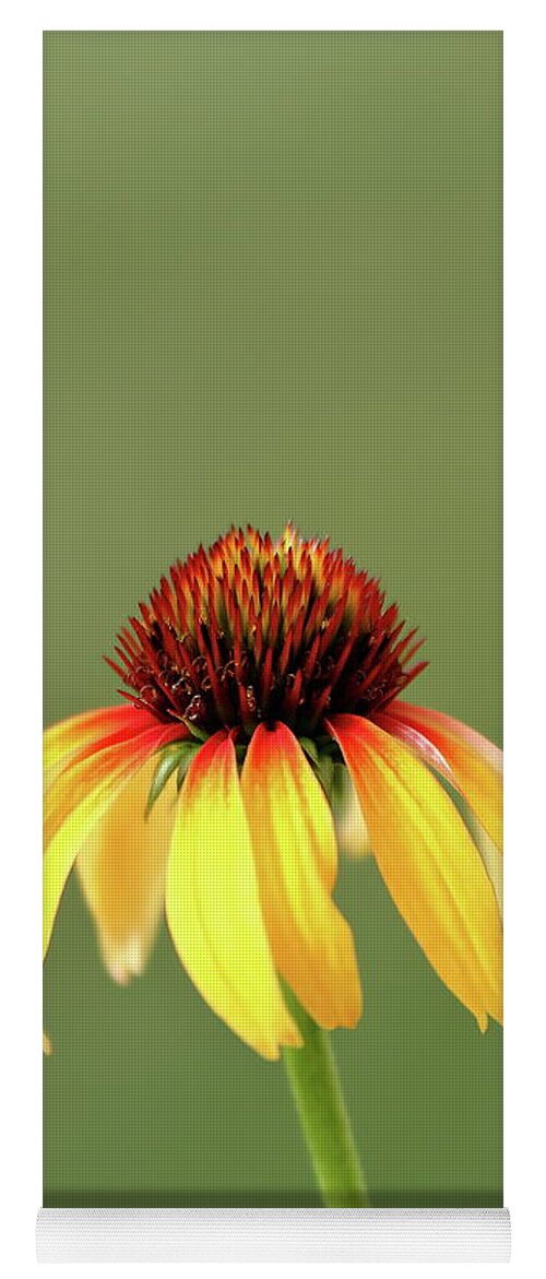 Coneflower Yoga Mat featuring the photograph Fiesta Coneflower by Lens Art Photography By Larry Trager