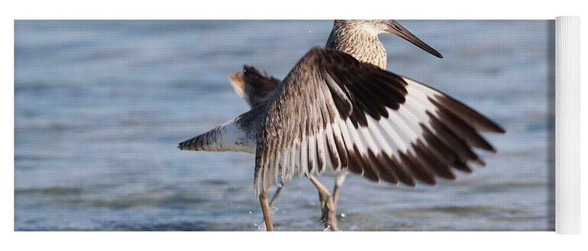 Willet Yoga Mat featuring the photograph Fight between Two Willets by Mingming Jiang