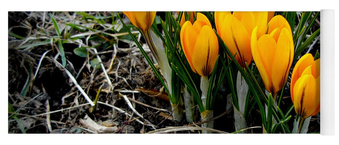 Crocus Blooms. Spring Yoga Mat featuring the photograph First Colors of Spring by Frank J Casella