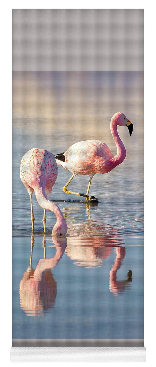 Flamingos Yoga Mat featuring the photograph Flamingos with reflections by Delphimages Photo Creations
