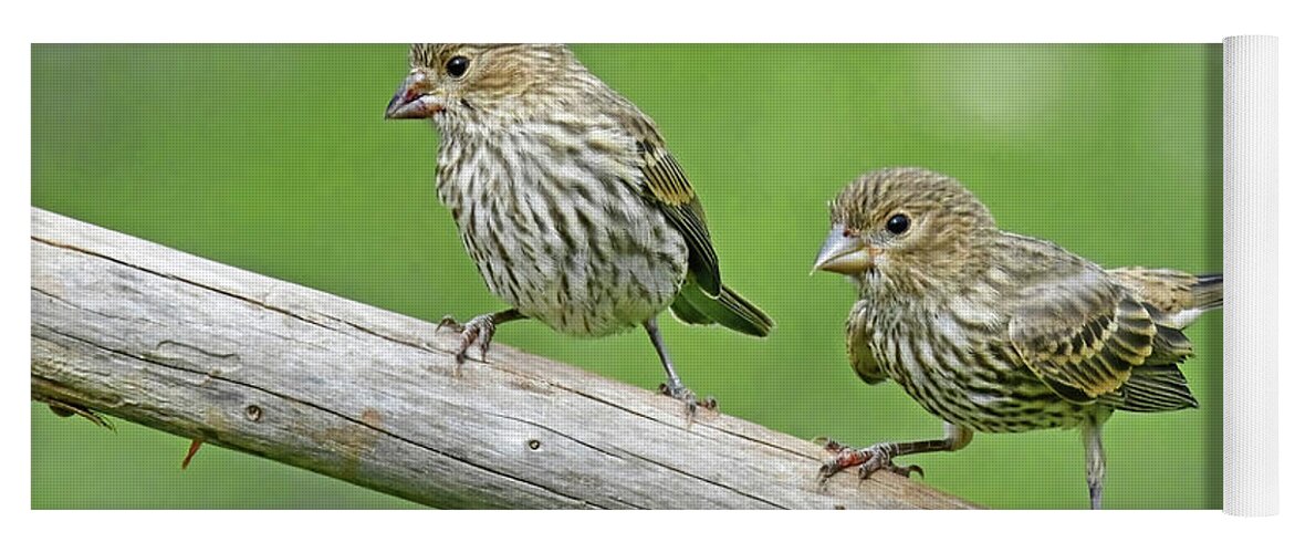 House Finches Yoga Mat featuring the photograph Fledgling House Finches by Stuart Harrison