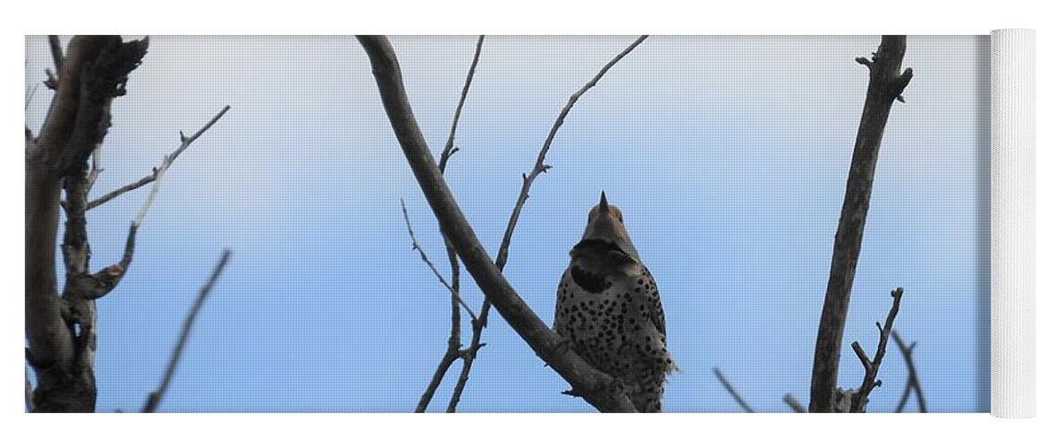 Northern Flicker Yoga Mat featuring the photograph Flicker by Amanda R Wright