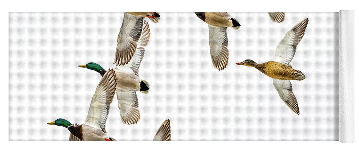 Wild Yoga Mat featuring the photograph Flock Of Mallards by Paul Freidlund