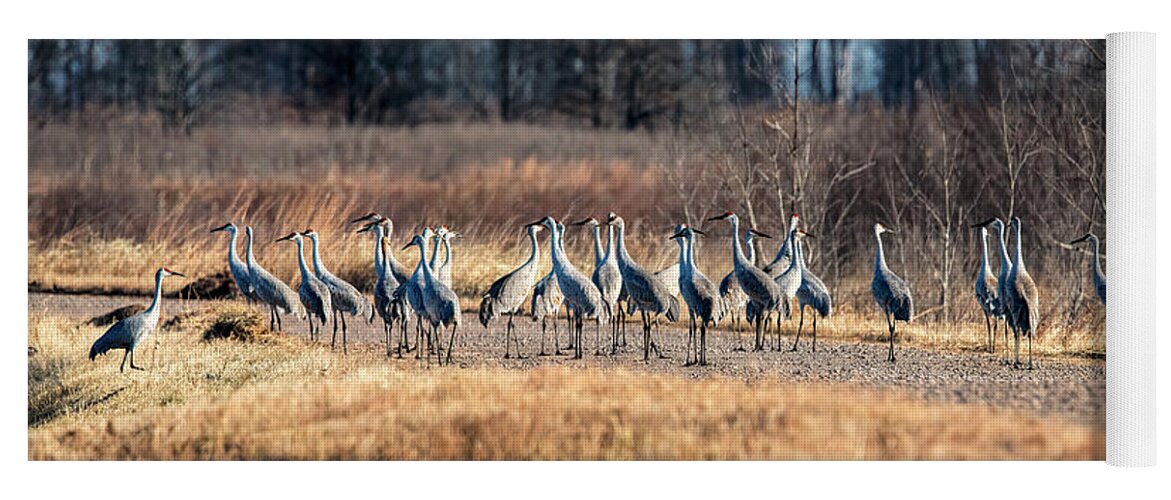 Sandhill Yoga Mat featuring the photograph Flock of Sandhill Cranes by Al Mueller