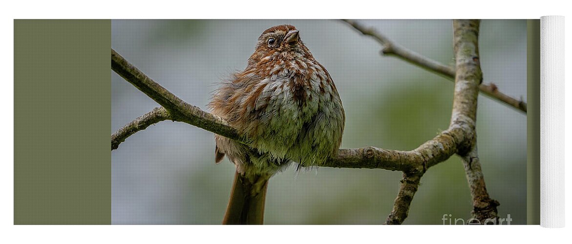 Melospiza Melodia Yoga Mat featuring the photograph Fluffed up Song Sparrow by Nancy Gleason