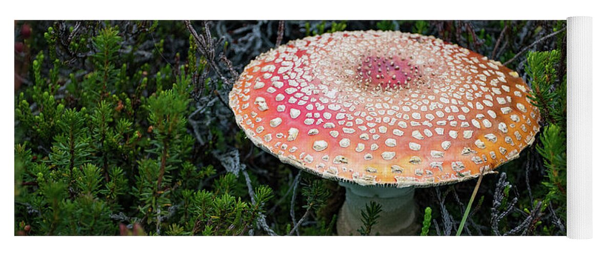 Mushroom Yoga Mat featuring the photograph Fly Agaric by Joan Septembre