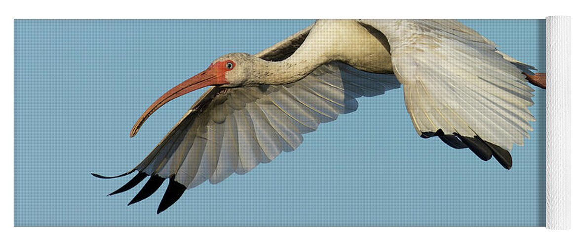 American White Ibis Yoga Mat featuring the photograph Flying Ibis - Up Close by RD Allen