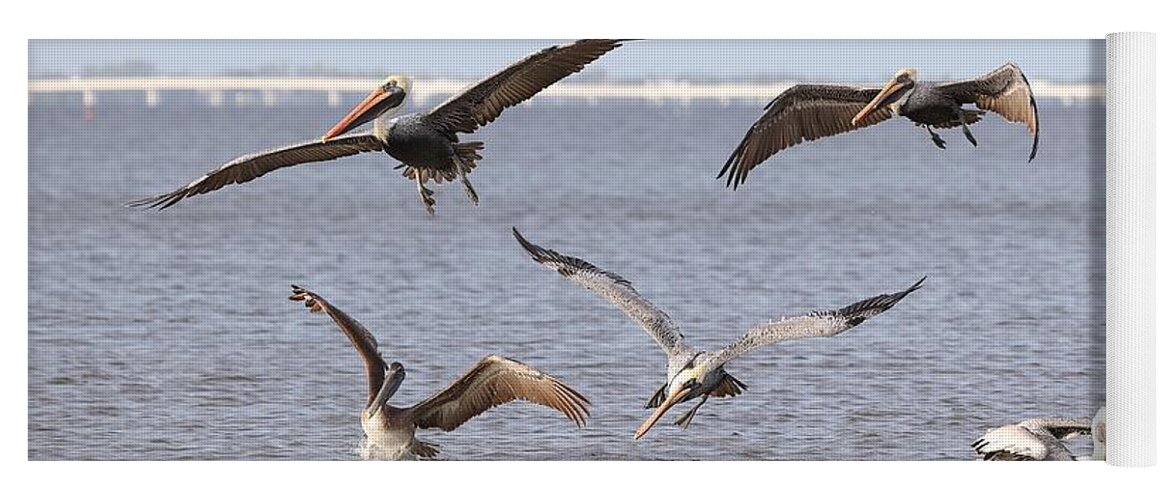 Pelicans Yoga Mat featuring the photograph Flying Pelicans by Mingming Jiang