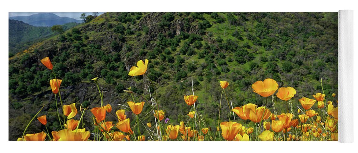 Poppies Yoga Mat featuring the photograph Foothill Poppies by Brett Harvey
