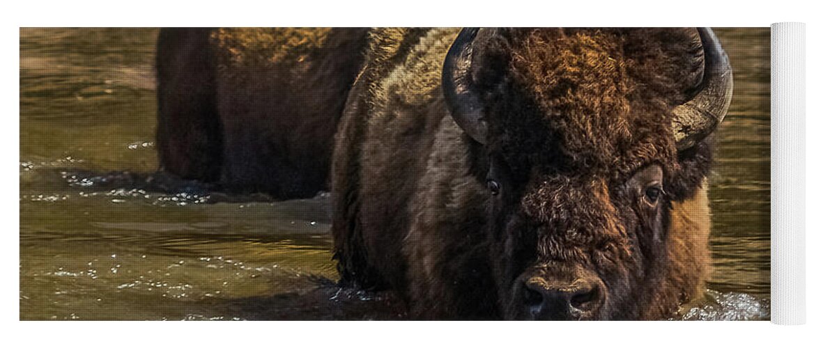 Bison Yoga Mat featuring the photograph Fording The Madison River by Yeates Photography