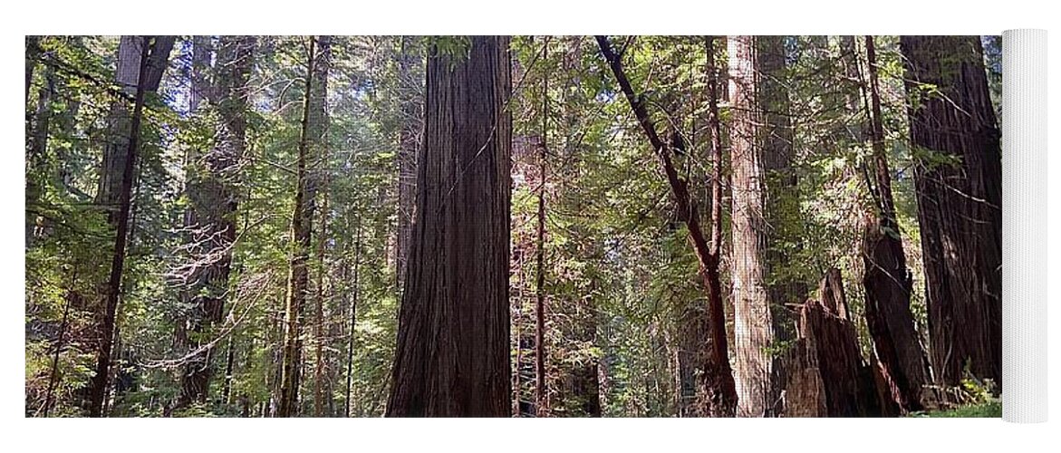Redwoods. Humboldt County. Trees Yoga Mat featuring the photograph Forest Bathe by Daniele Smith