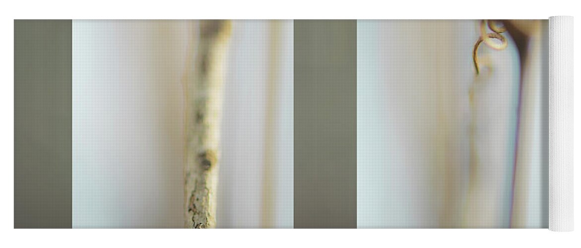 Tree Yoga Mat featuring the photograph Forest Stems by Karen Rispin