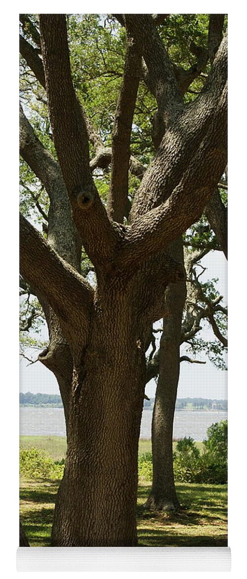  Yoga Mat featuring the photograph Fort Fisher Oak by Heather E Harman