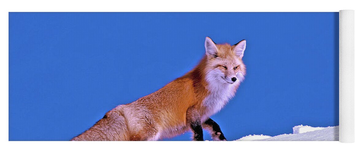 Fox Yoga Mat featuring the photograph Fox In Snow by Gary Beeler