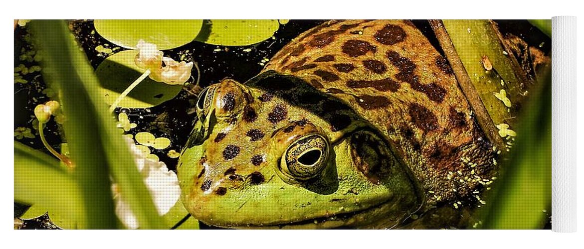 Frog Water Pond Green Leaves Eye Reptile Yoga Mat featuring the photograph Frog by John Linnemeyer