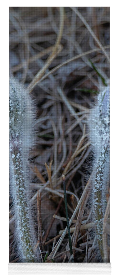 Frost Yoga Mat featuring the photograph Frost on spring pasqueflower by Karen Rispin