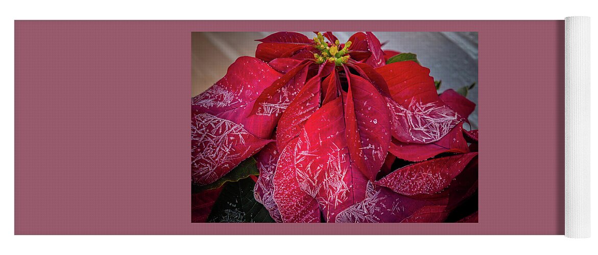Poinsettia Yoga Mat featuring the photograph Frost on the Poinsettia by Dorothy Cunningham
