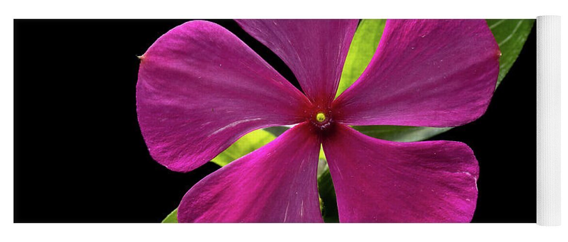 Fuchsia Yoga Mat featuring the photograph Fuchsia and Green on Black by Kevin Suttlehan