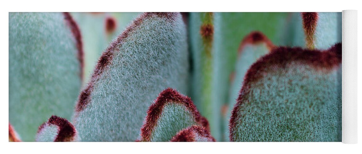 Fuzzy Yoga Mat featuring the photograph Fuzzy Fury Cactus by Abigail Diane Photography