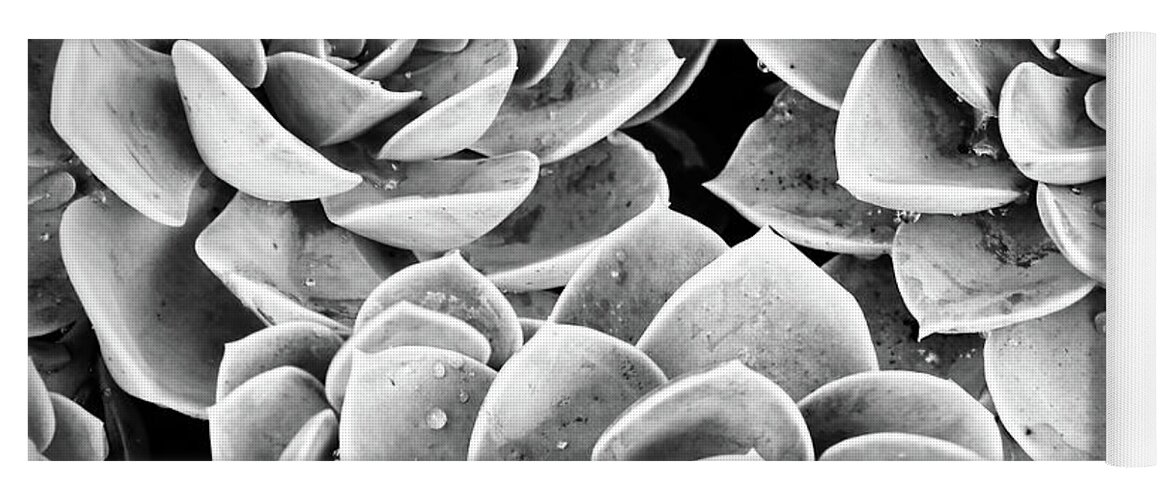 Black Yoga Mat featuring the photograph Garden Succulent Botanicals IV Black and White by Debra and Dave Vanderlaan