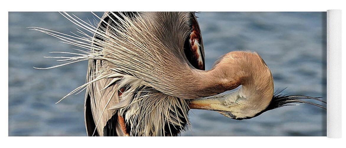 Great Blue Heron Yoga Mat featuring the photograph GBH Preening by Stuart Harrison