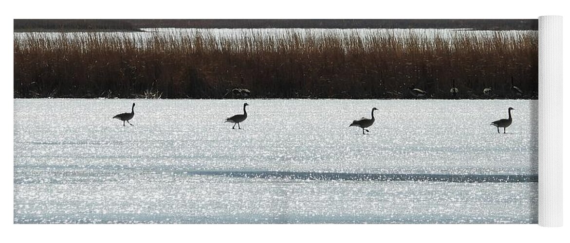 Geese Yoga Mat featuring the photograph Geese Walking on Ice by Amanda R Wright
