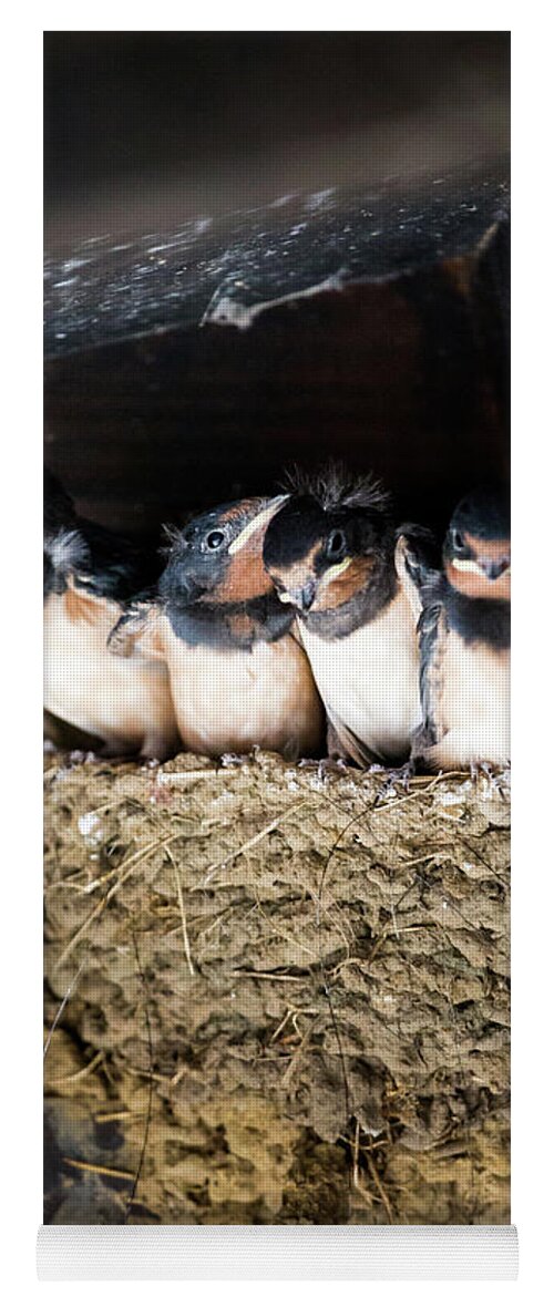 Agricultural Building Yoga Mat featuring the photograph Getting ready to fly - Swallow chicks by Anita Nicholson