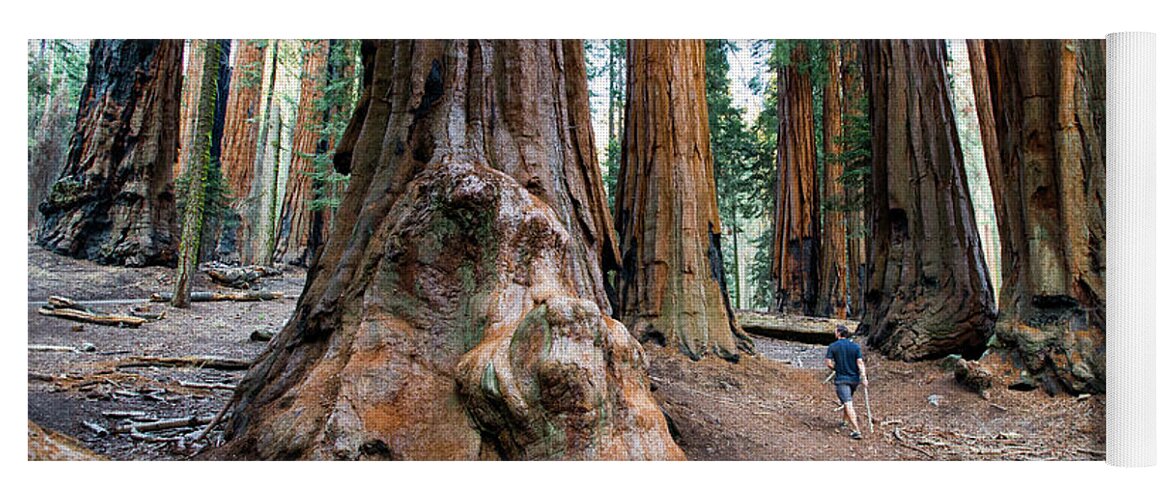Photography Yoga Mat featuring the photograph Giant Sequoias by Erin Marie Davis