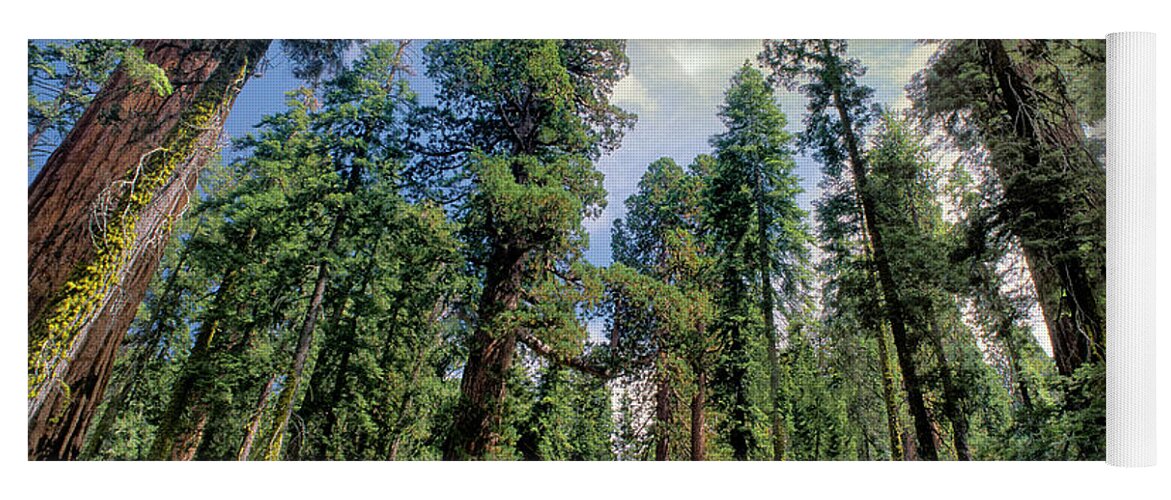 Dave Welling Yoga Mat featuring the photograph Giant Sequoias Sequoiadendron Gigantium Yosemite by Dave Welling